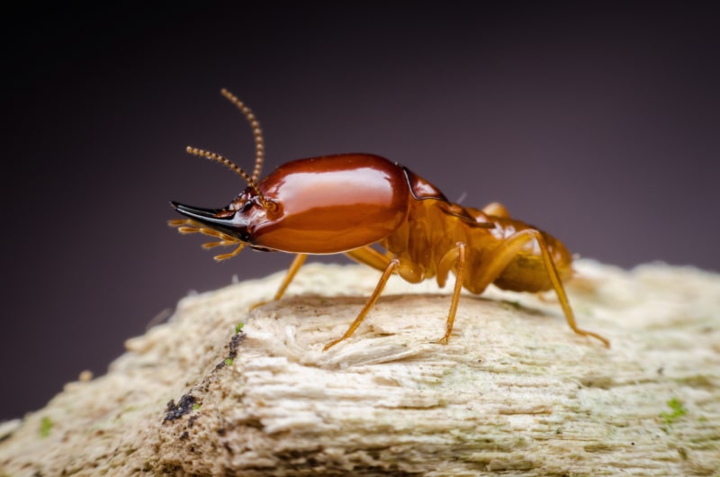 Close up of a Formosan termite