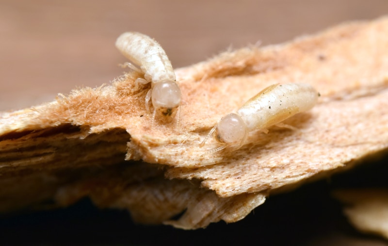 Close up of two drywood termites eating wood