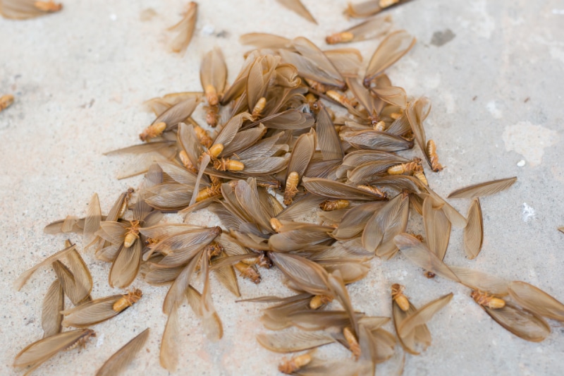 Group of termite swarmers on a cement floor