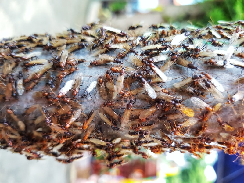 Group of termite swarmers on a tree branch