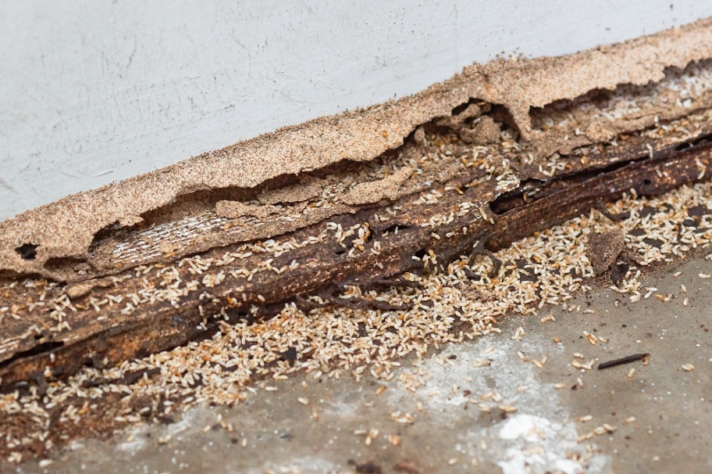 Termite damage to a piece of wood