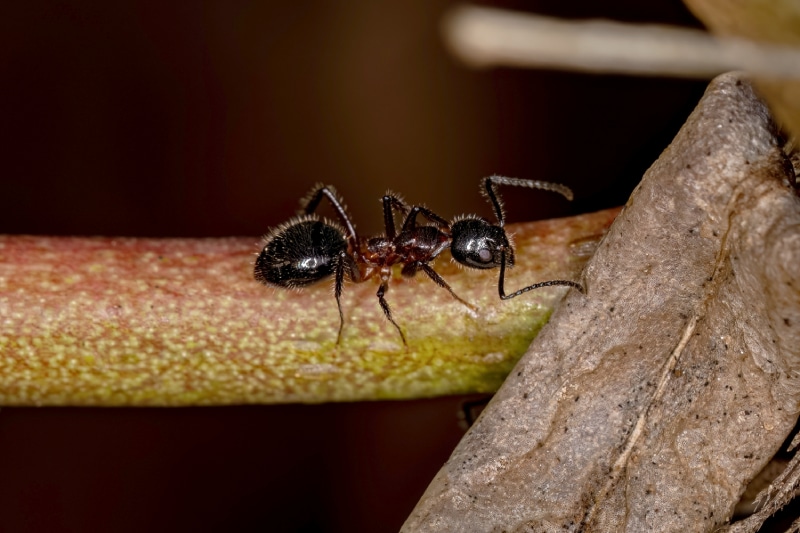 Close up of an Odorous ant on a branch