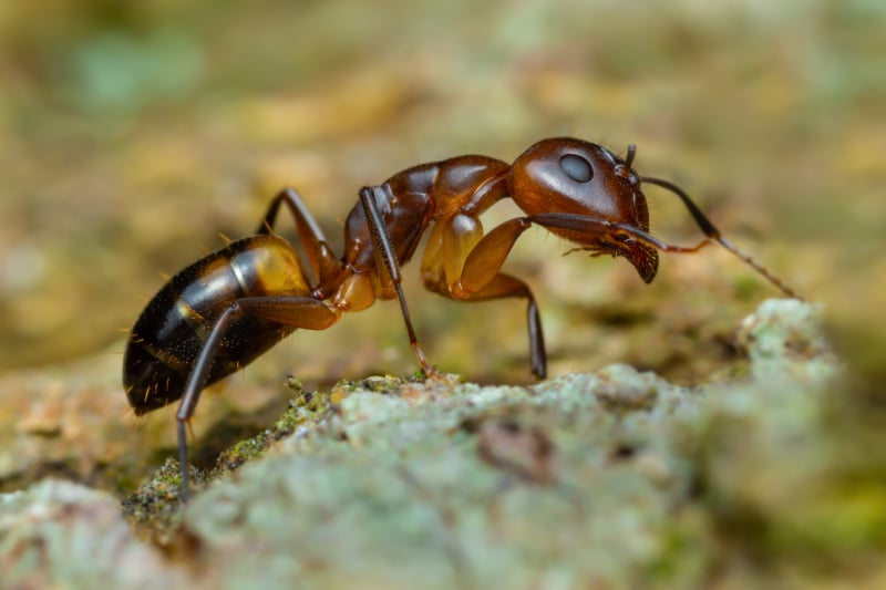 Close up of an argentine ant