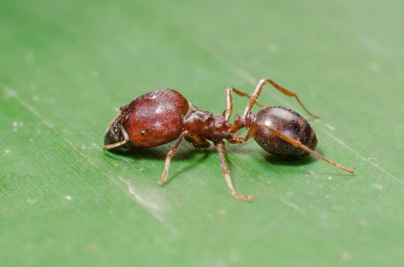 Close up of a big headed ant on a green leaf