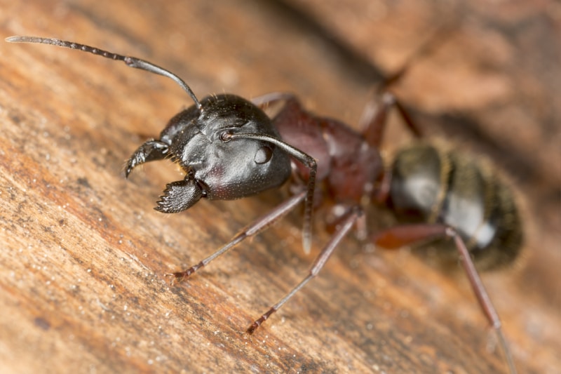 Close up of a carpenter ant