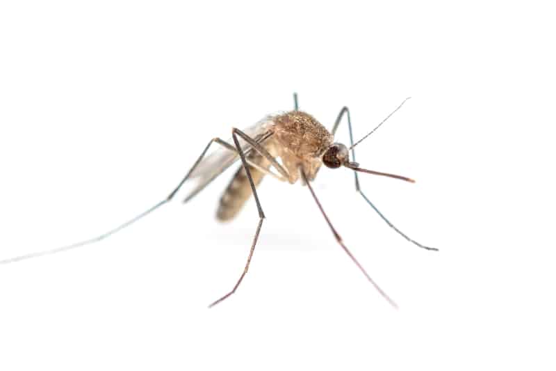 Close up of an Anopheles mosquito on a white background