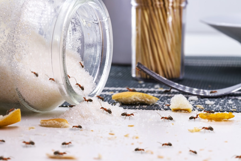 Red ants eating sugar on a messy table