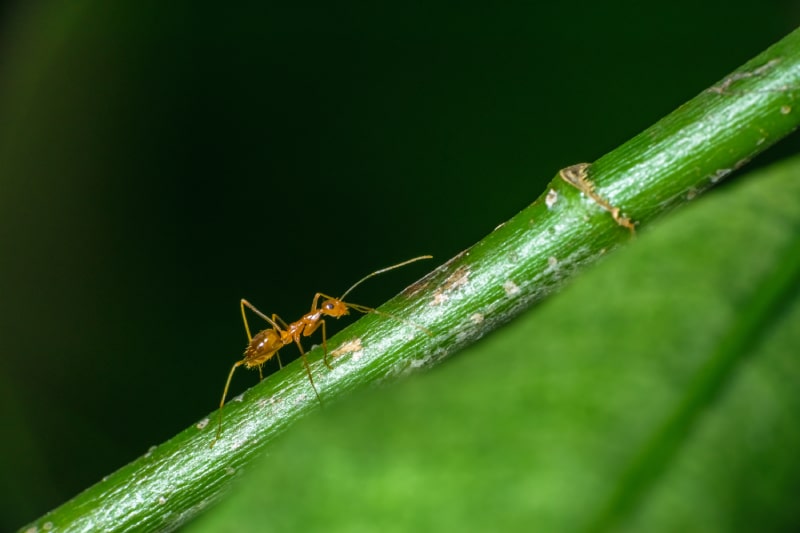 Pharaoh ant walking on a green stem