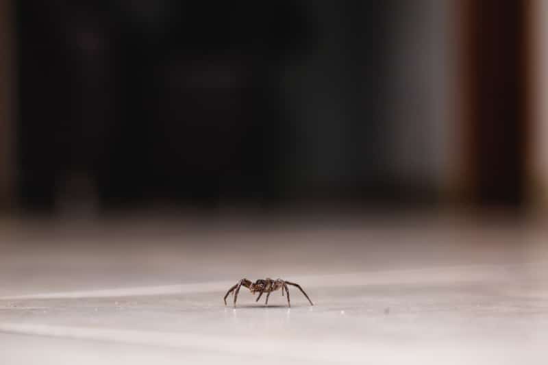 Spiders walks across a floor in a house