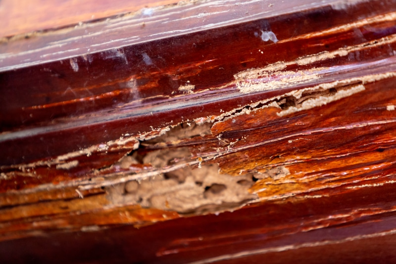 Termite damage to wood in a house