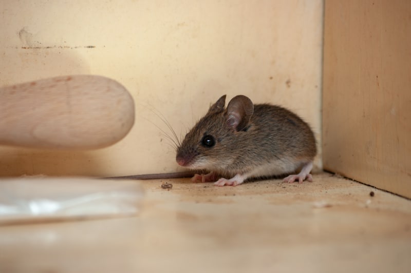 House mouse in the corner of a cupboard in a house