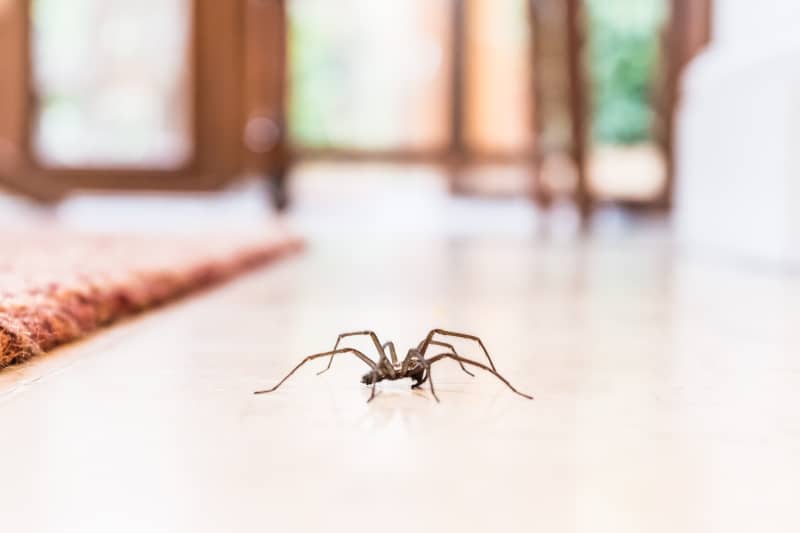 Common house spider crawling across a floor in a house