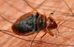 bed bug on a person's skin