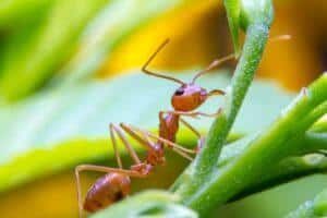 Close up of a fire ant on a steam