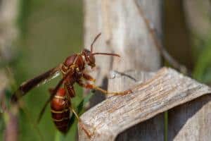 Paper wasp