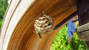 Paper wasps on their nest