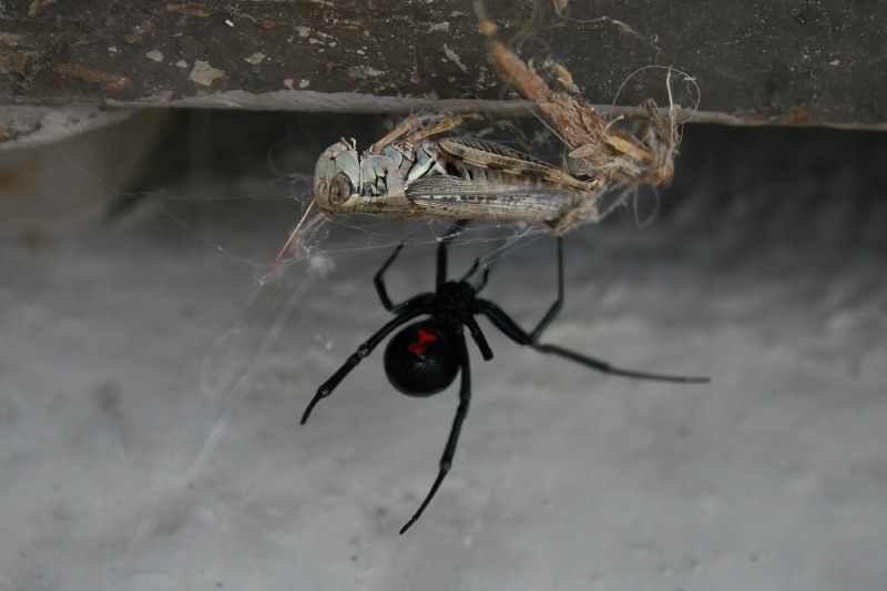 black widow spider captures grasshopper in it's web