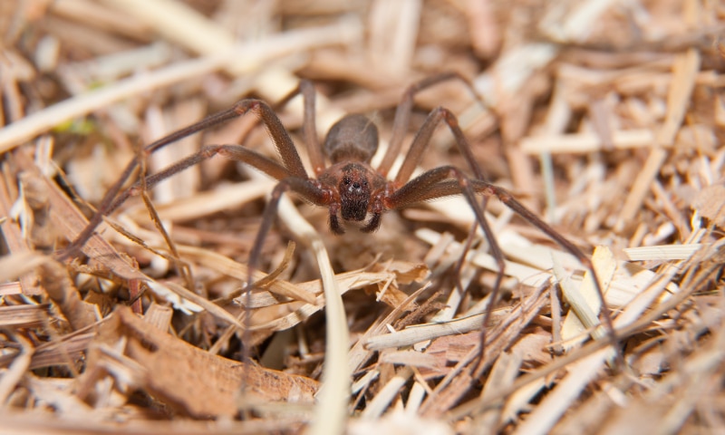 Brown Recluse spider on dry winter grass