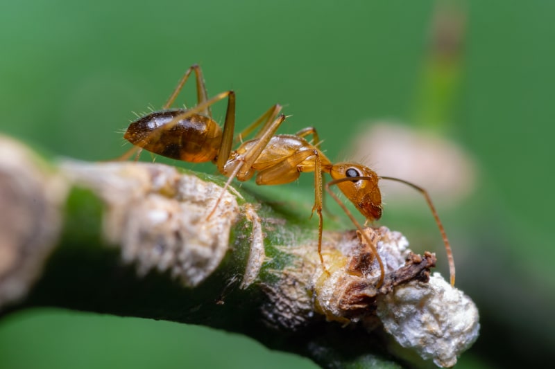 yellow crazy ant on branch with green background