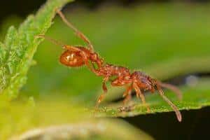 Close up of an european fire ant