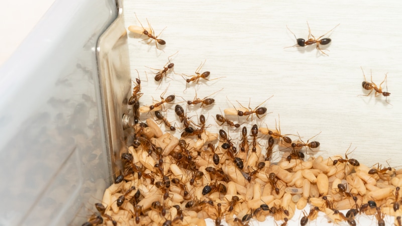 yellow crazy ants and eggs in kitchen corner