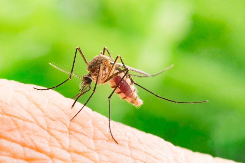 close up of a mosquito biting skin on an arm