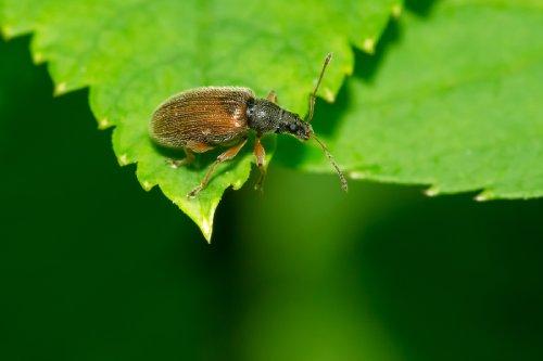 Brown leaf weevil on a green leaf