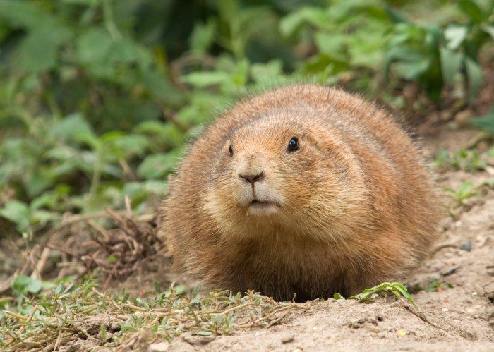 Groundhog standing in the dirt