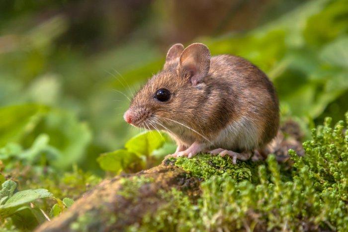 Mouse standing on log