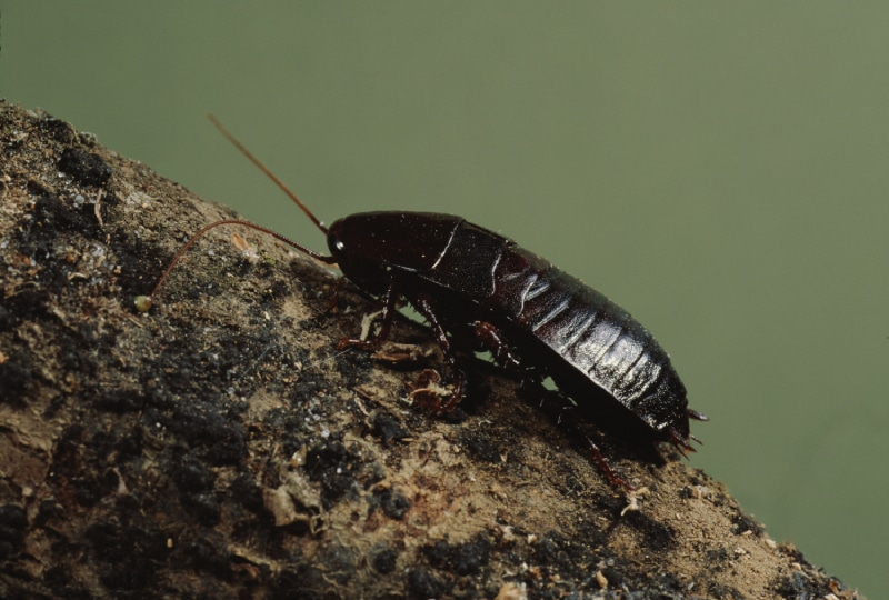 Oriental Cockroach crawling on a branch