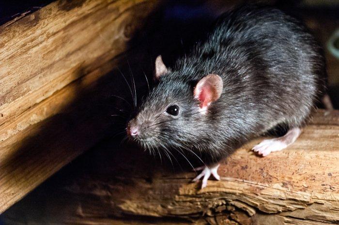 Rat sitting on wood