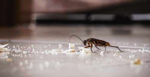 american cockroach eating crumbs