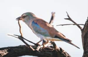 bird holding a centipede in its mouth on a branch