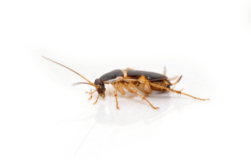 brown banded cockroach on a white background