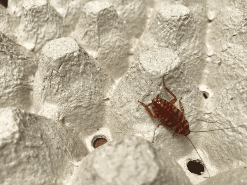 Brown banded cockroach find food on egg panel paper.