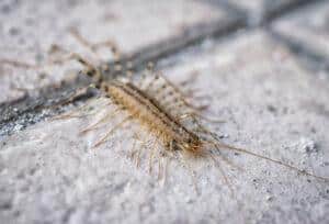 centipede on ground