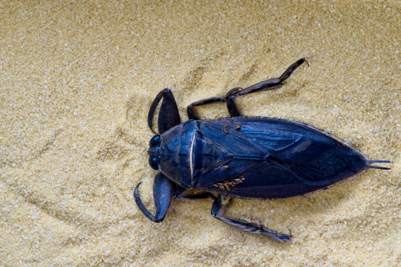 giant water bug crawling across sand