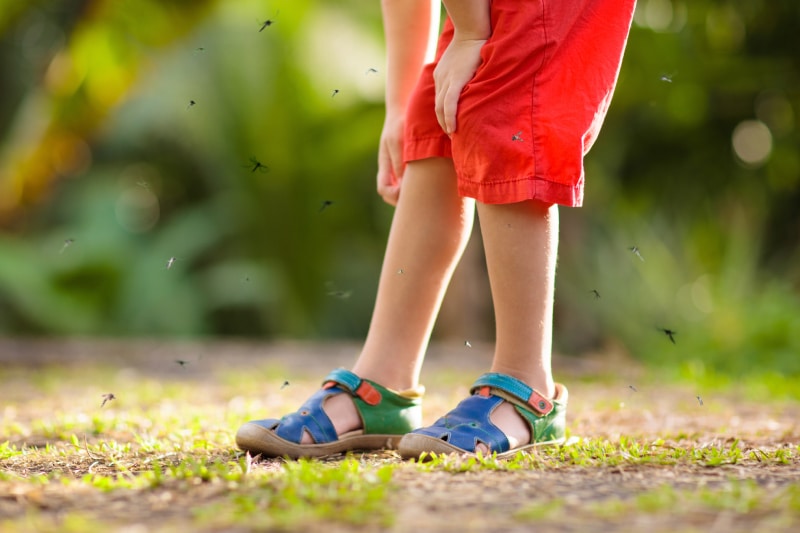 child itching mosquito bites on his leg outside in the summer