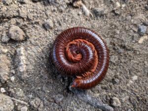 millipede curled up on the ground