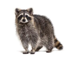 raccoon standing on a white background