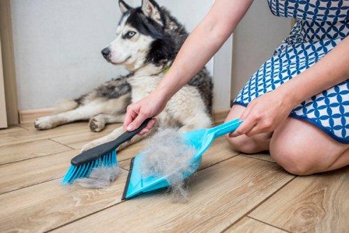 woman sweeps up pet hair with a dust pan in front of a husky