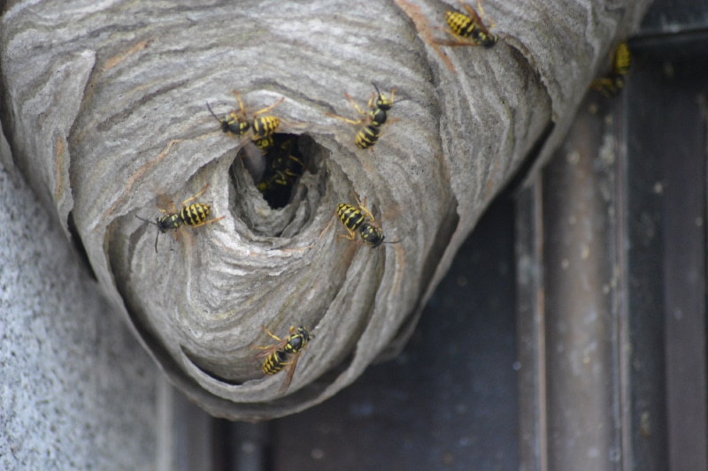 group of yellow jackets on a hive