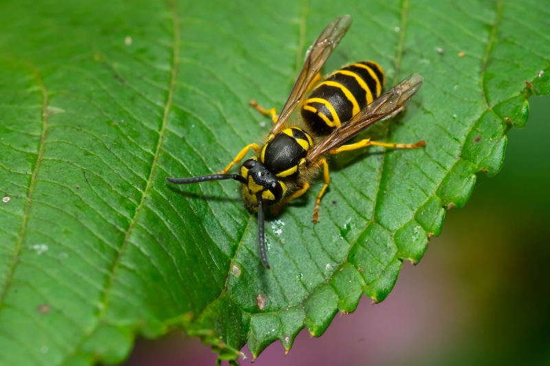 Yellowjacket is resting on a green leaf