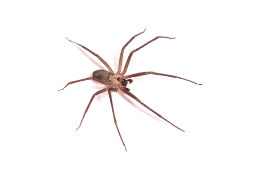 brown recluse spider on white background