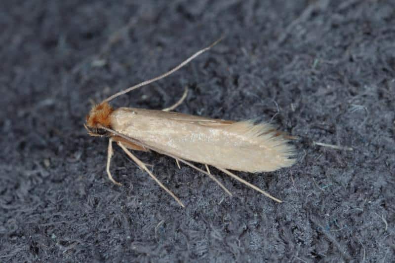 common clothes moth on a wool garment