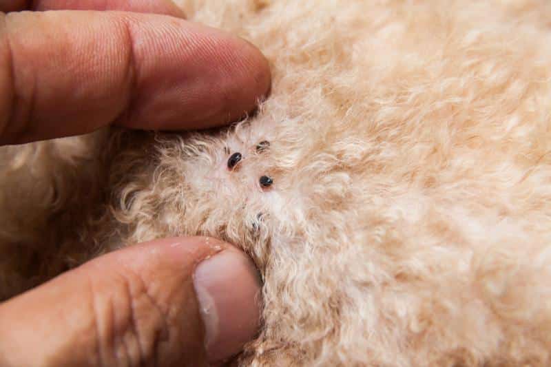 person showing fleas on dog's skin