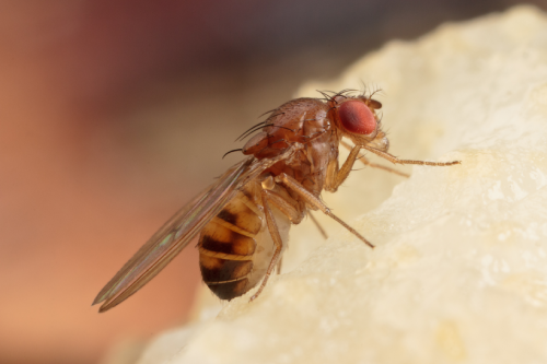 Close up of fruit fly