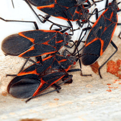 group of boxelder bugs on wood