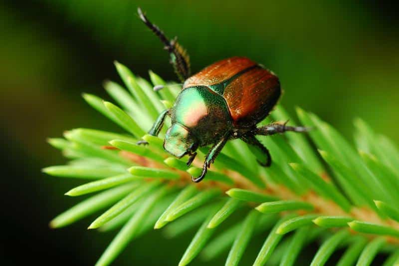 japanese beetle on a pine branch