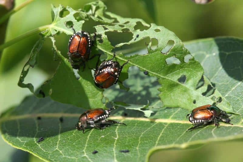 group of japanese beetles eating a leaf